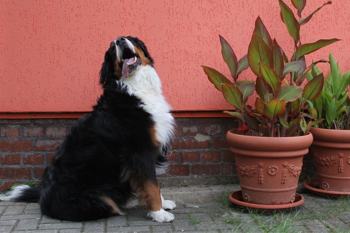 5 plantas que não podem ficar ao alcance dos pets: veja quais são e evite problemas sérios