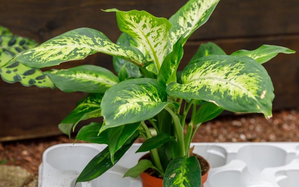 5 Plantas venenosas para tomar cuidado e deixá-las longe de crianças e animais. Foto: Canva Pro.