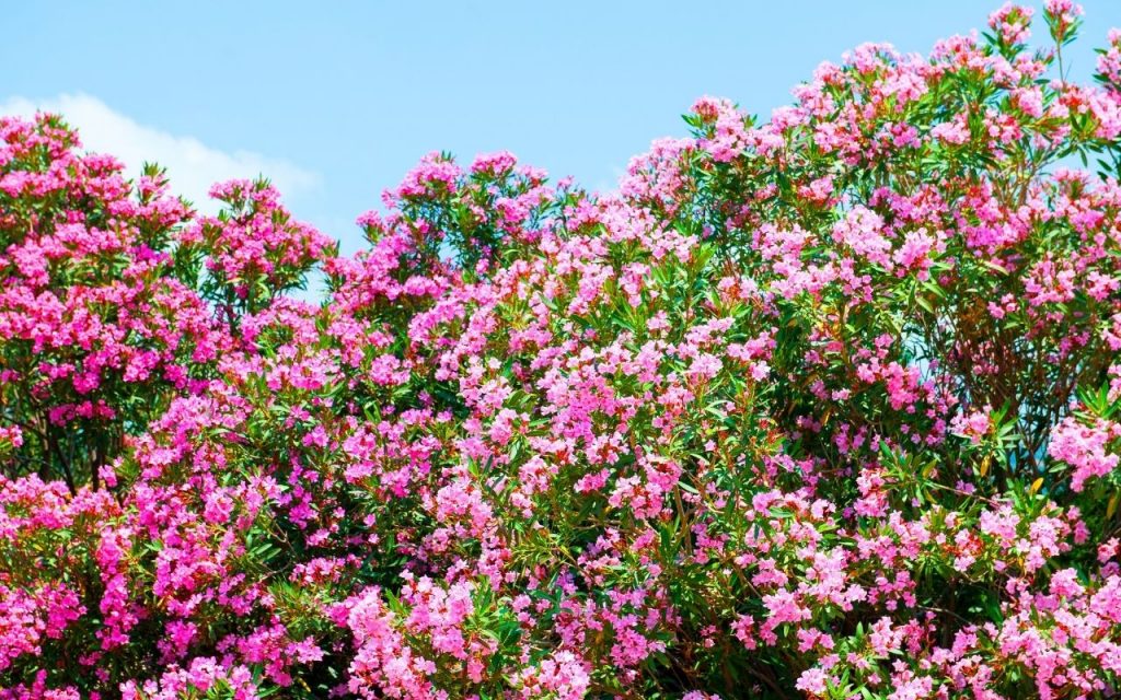 5 Plantas venenosas para tomar cuidado e deixá-las longe de crianças e animais. Foto: Canva Pro.