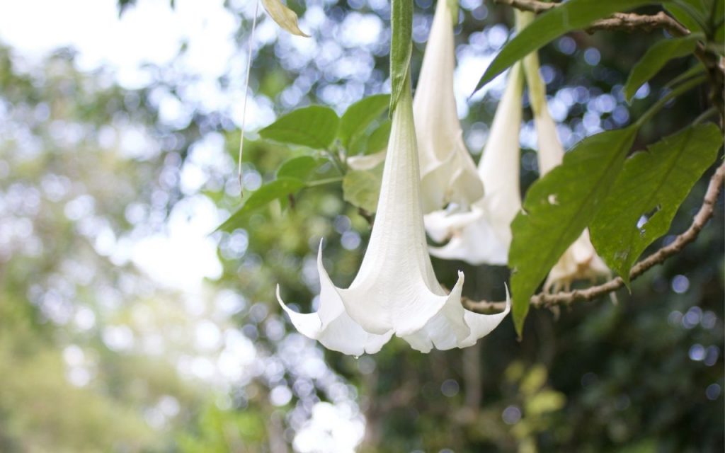 5 Plantas venenosas para tomar cuidado e deixá-las longe de crianças e animais. Foto: Canva Pro.