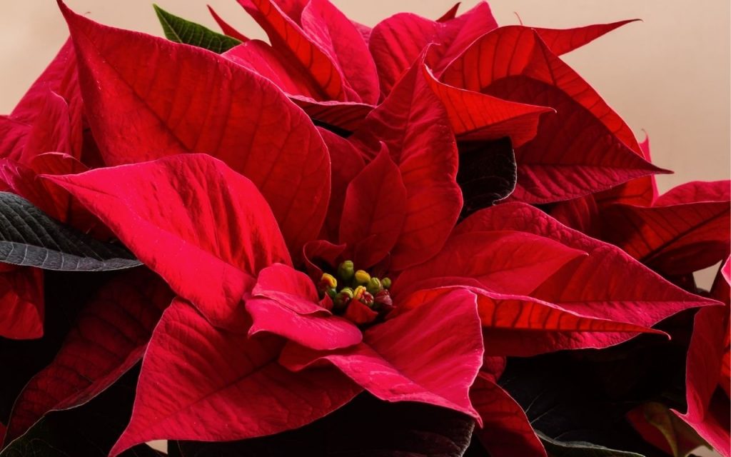 5 Plantas venenosas para tomar cuidado e deixá-las longe de crianças e animais. Foto: Canva Pro.