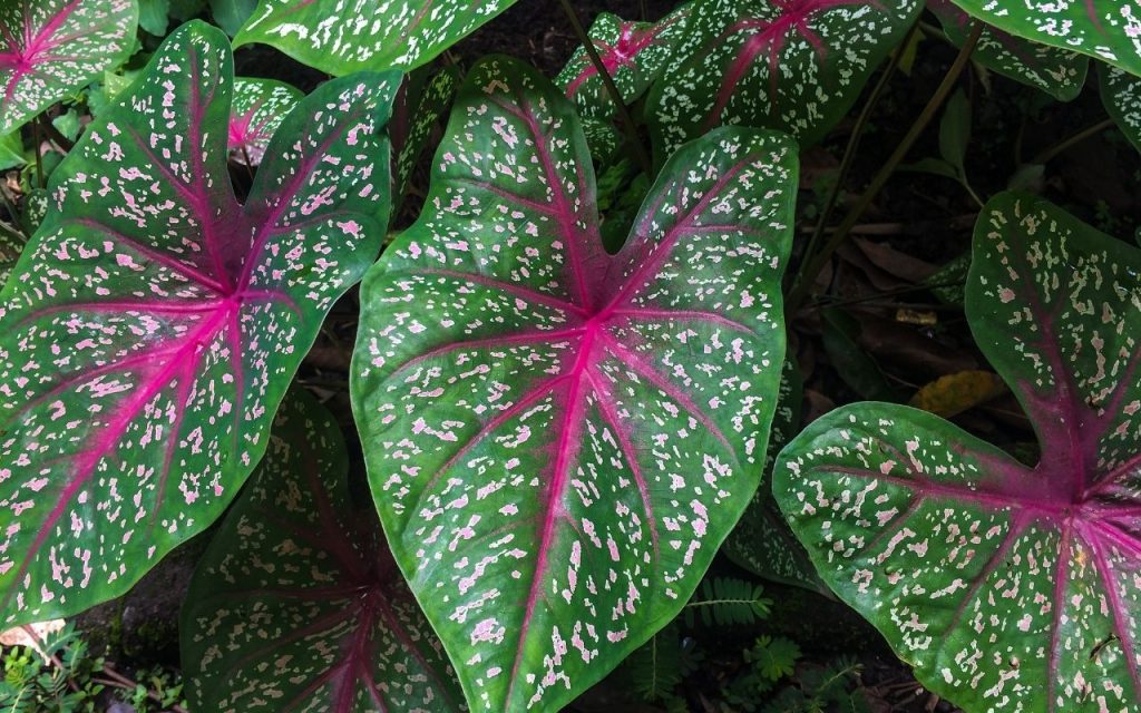 5 Plantas venenosas para tomar cuidado e deixá-las longe de crianças e animais. Foto: Canva Pro.