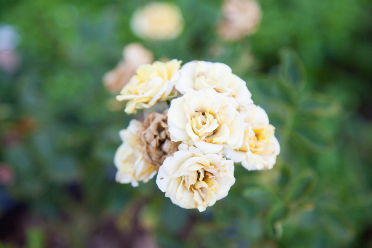 Aprenda como plantar rosa em beterrabas - Reprodução Canva Aprenda como plantar rosa em beterrabas - Reprodução Canva