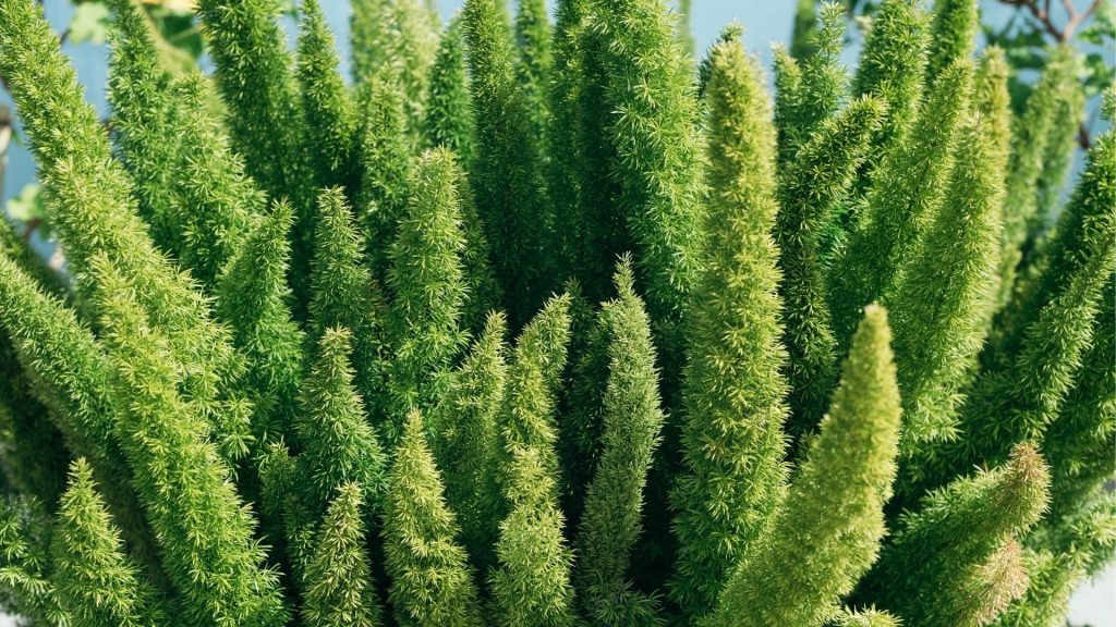 Cinco plantas que adoram o sol. Foto: Canva pro