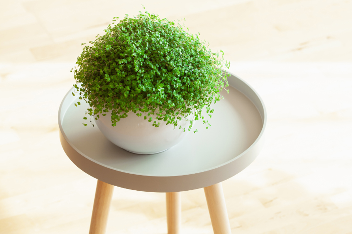 Barba de moisés - Reprodução Canva