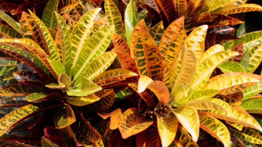 Plantas que preferem sombra. Foto: Canva pro