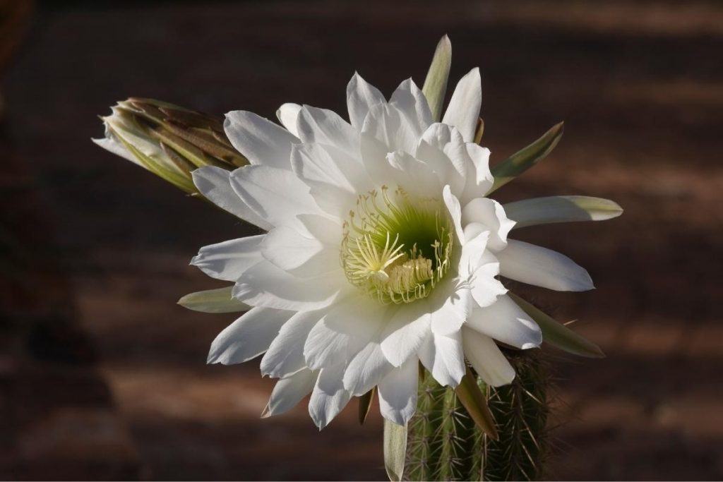 Como cultivar Dama da Noite: confira dicas para ter essa flor em casa