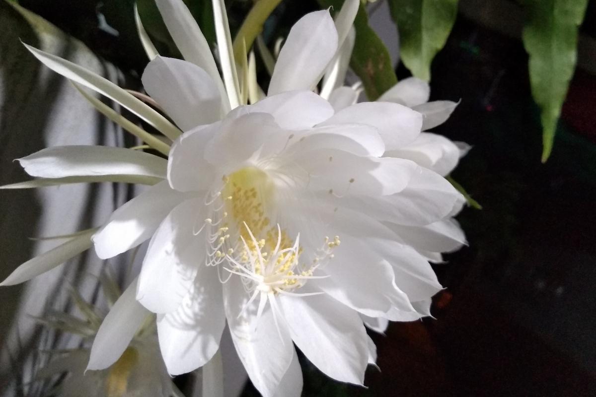 Como cultivar Dama da Noite: confira agora mesmo dicas para ter essa flor única e belíssima em sua casa