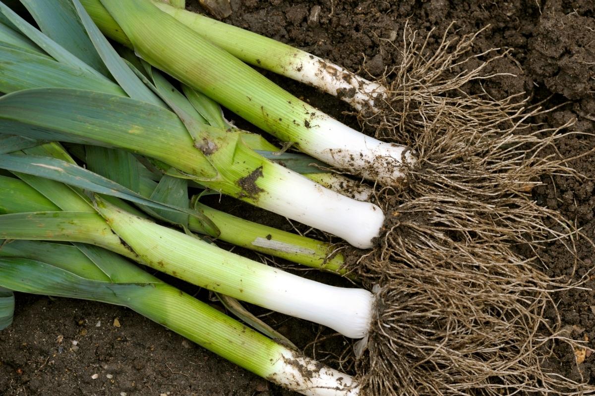 Como cultivar alho poró: confira dicas para deixar a sua horta incrível com esse alimento