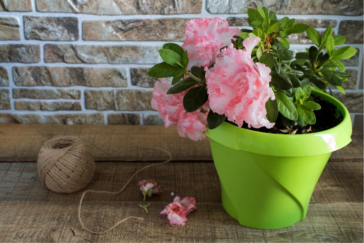 Como cultivar azálea em vasos
