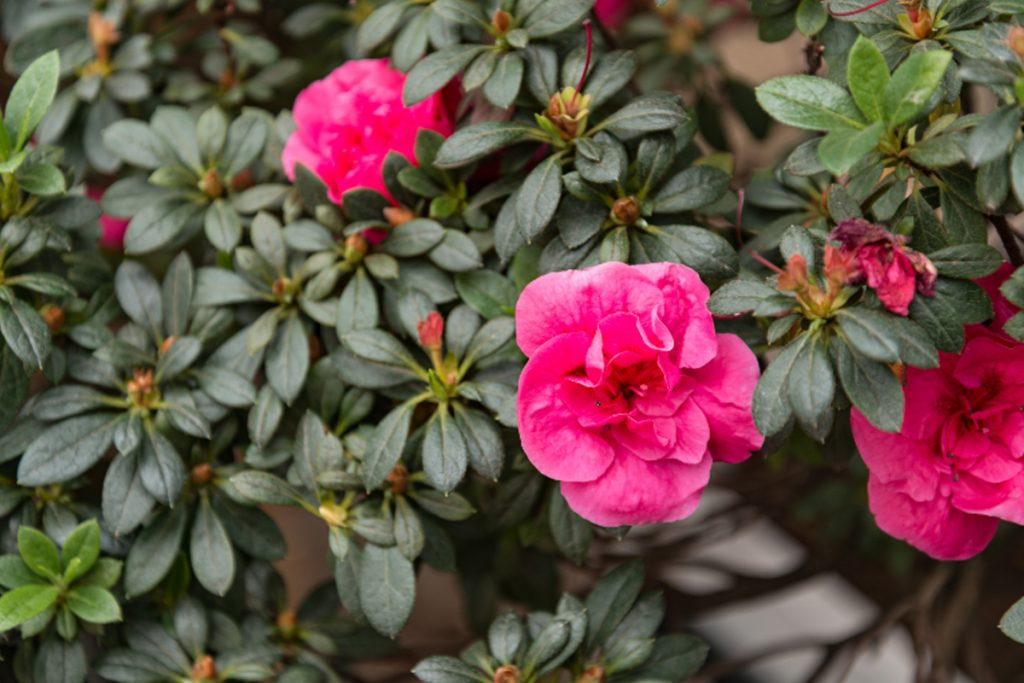 Como Cultivar Azaleia Confira