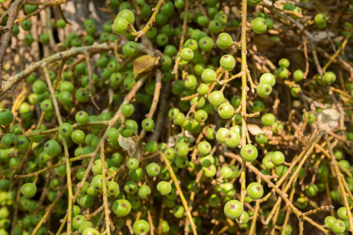 Como cultivar figos - Reprodução Canva Pró