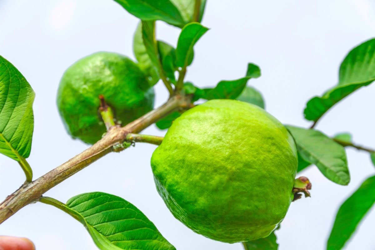 Como cultivar goiaba em vaso - Reprodução Canva Pró