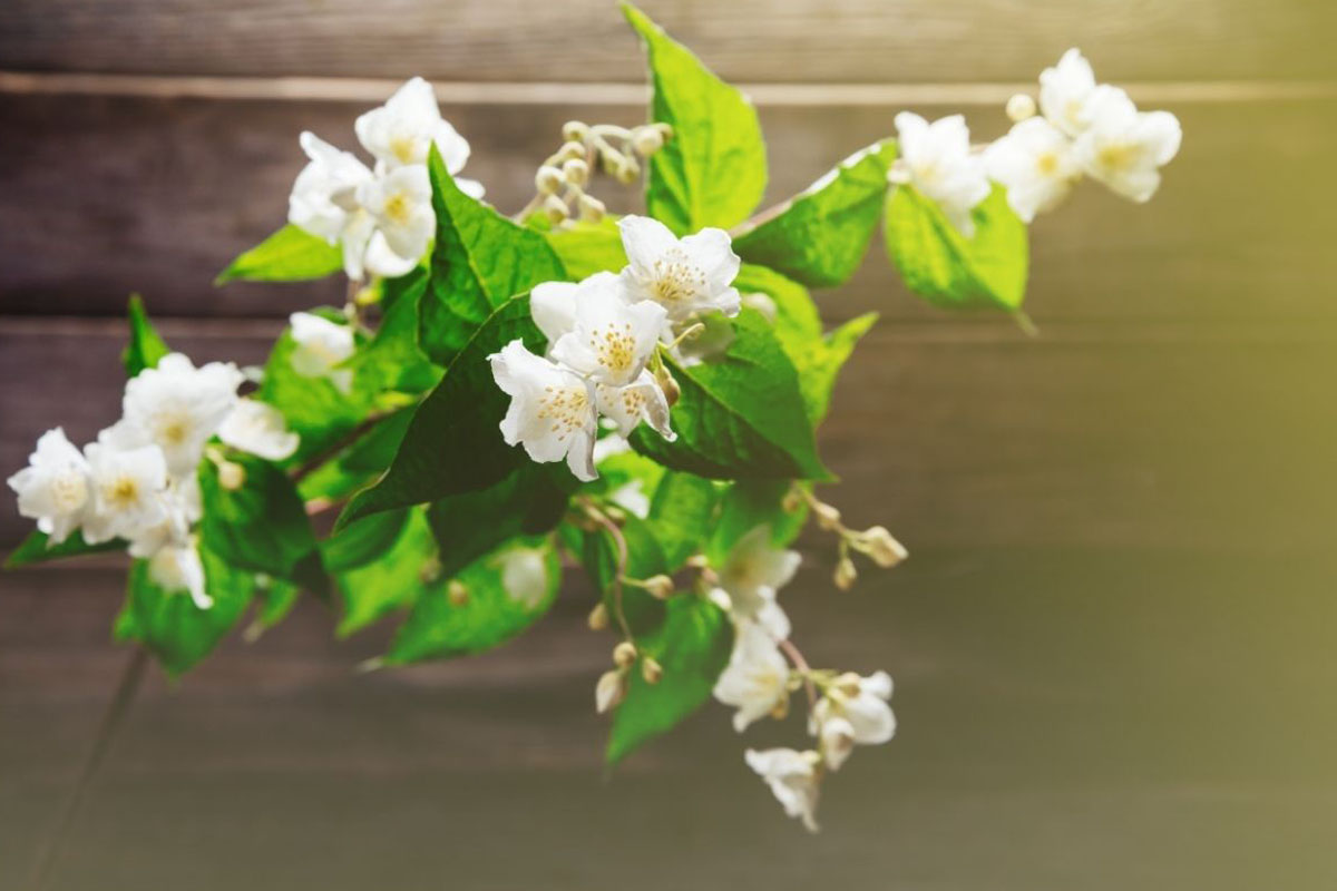 Como cultivar jasmim - Reprodução Canva Pró Como cultivar jasmim - Reprodução Canva Pró