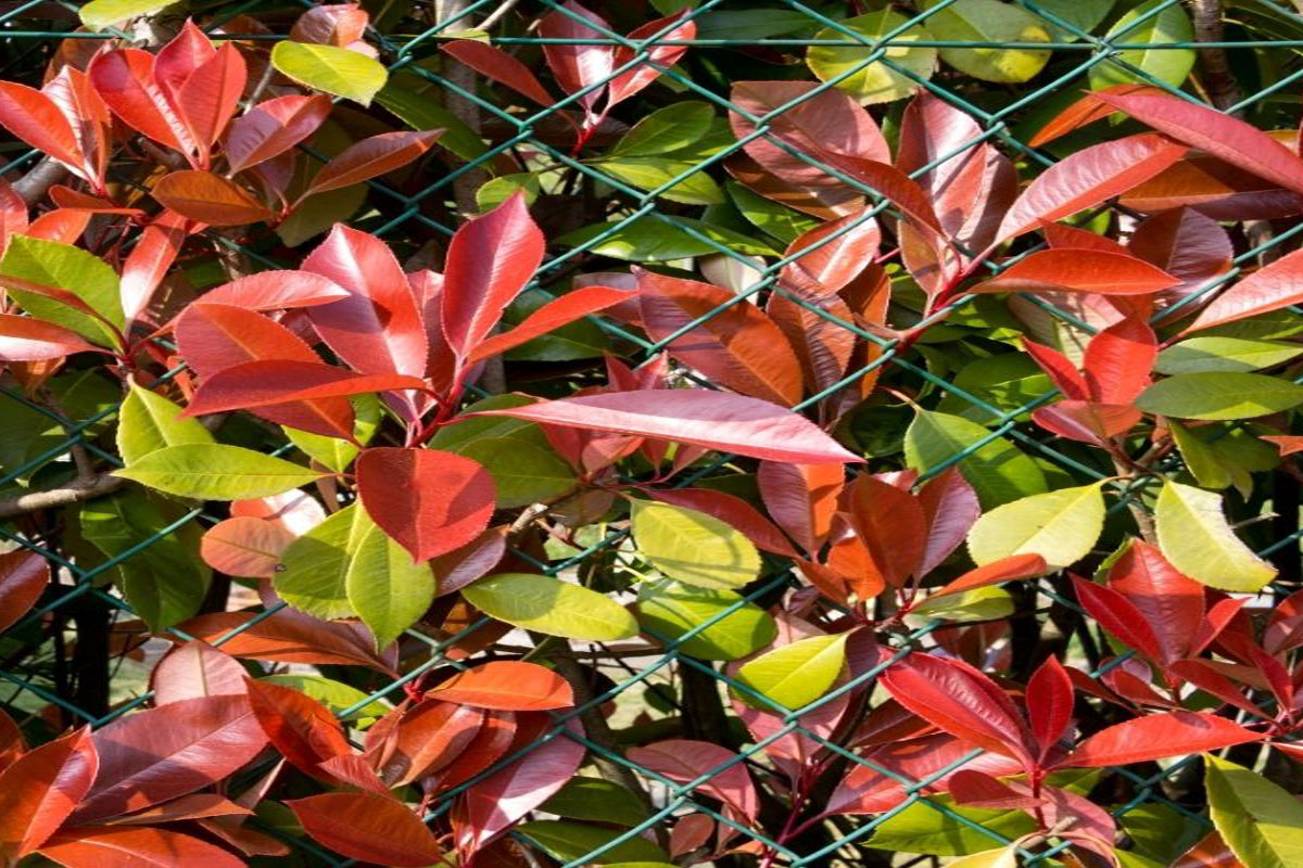 Como cultivar mil-cores - Reprodução Canva Pro