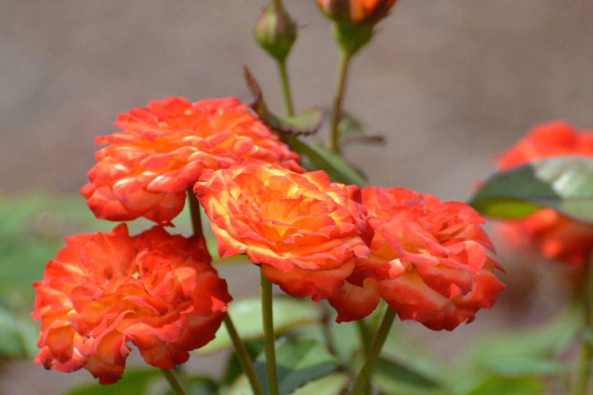 Como cultivar mini rosa em vasos - Reprodução Canva Pró