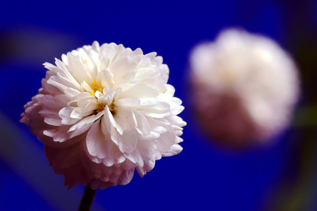 Como cultivar mosquitinho - Reprodução Canva Pro