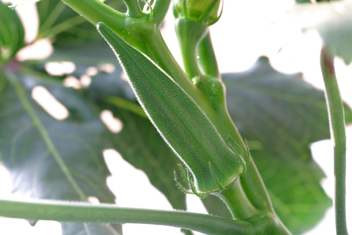 Como cultivar quiabo - Reprodução Canva Pró