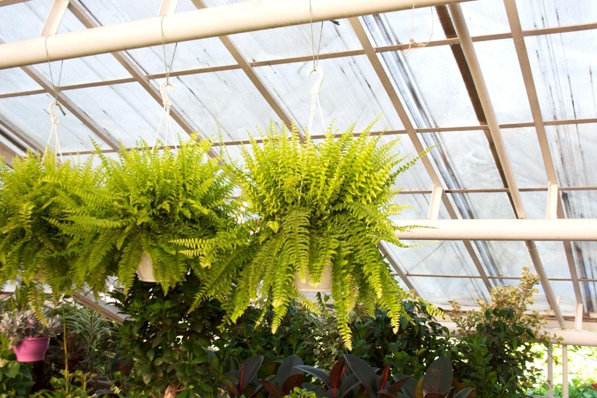 Como cultivar samambaias corretamente: fique por dentro das melhores dicas para ter essa planta embelezando a sua casa