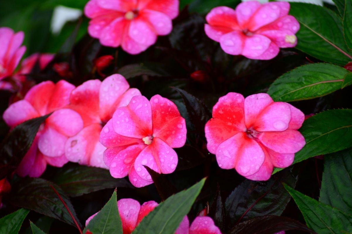 Como deixar beijinhos cheio de flores - Reprodução Canva Pró