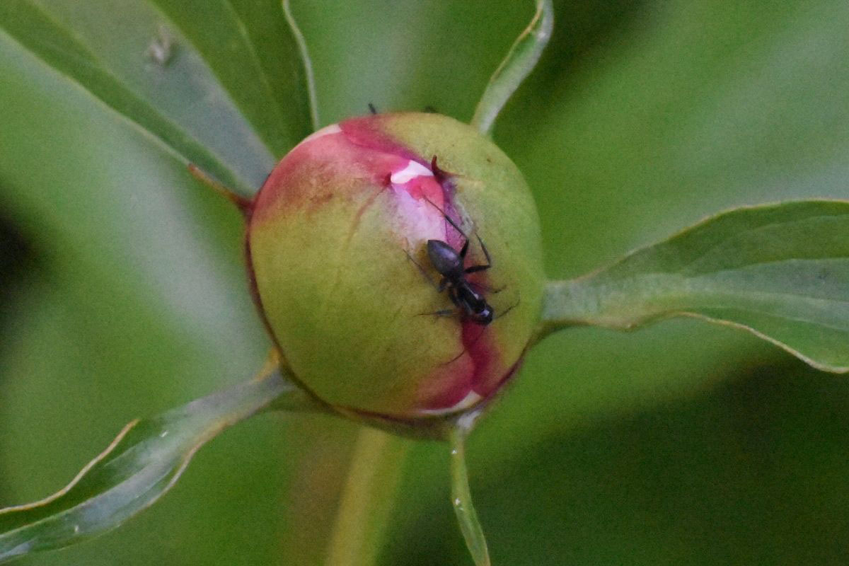 Como eliminar formigas no jardim - Reprodução Canva Pró