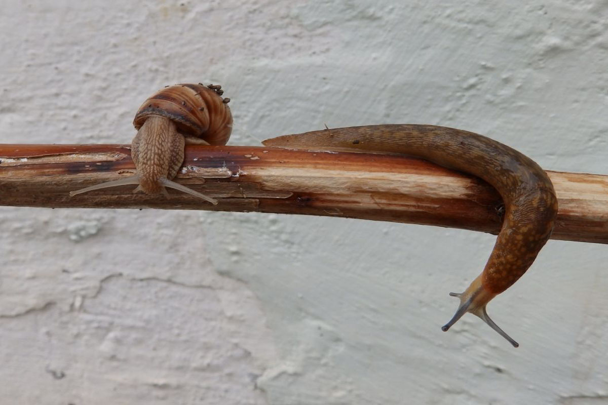 Como eliminar lesmas e caracóis - Reprodução Canva Pró