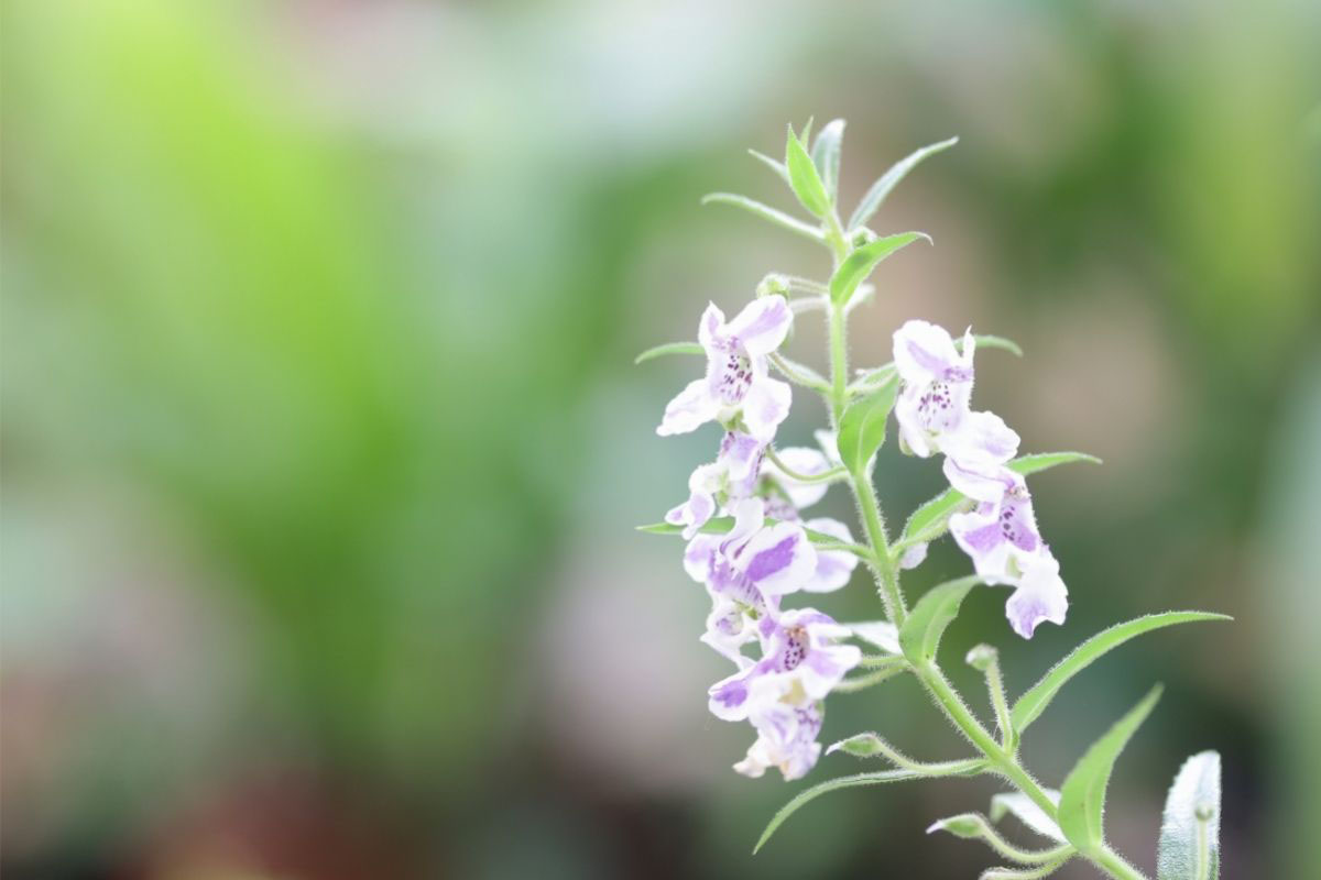 Como estimular a produção de raízes em orquídeas - Reprodução Canva Pró Como estimular a produção de raízes em orquídeas -