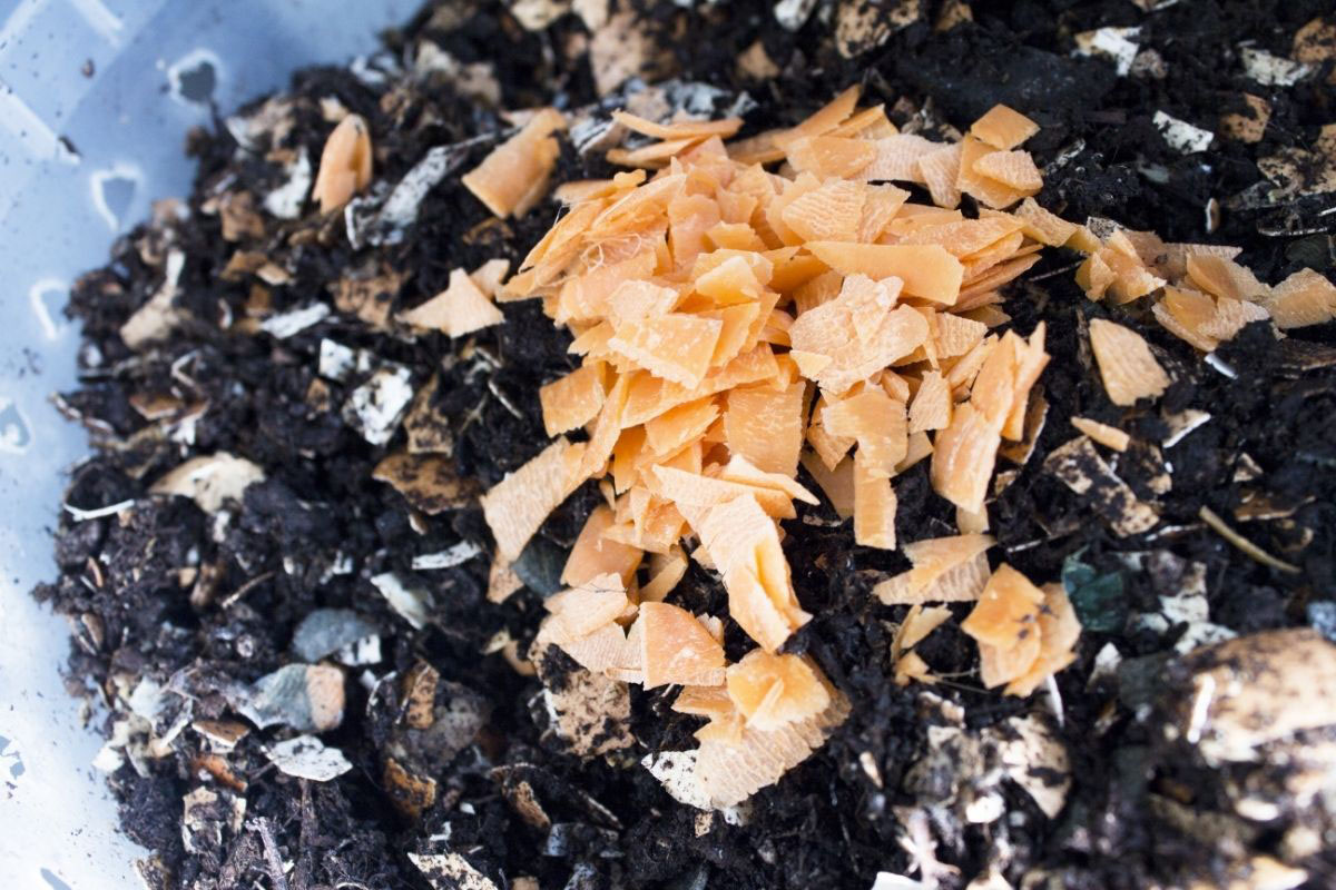 Como fazer adubo caseiro para plantas - Reprodução Canva Pró