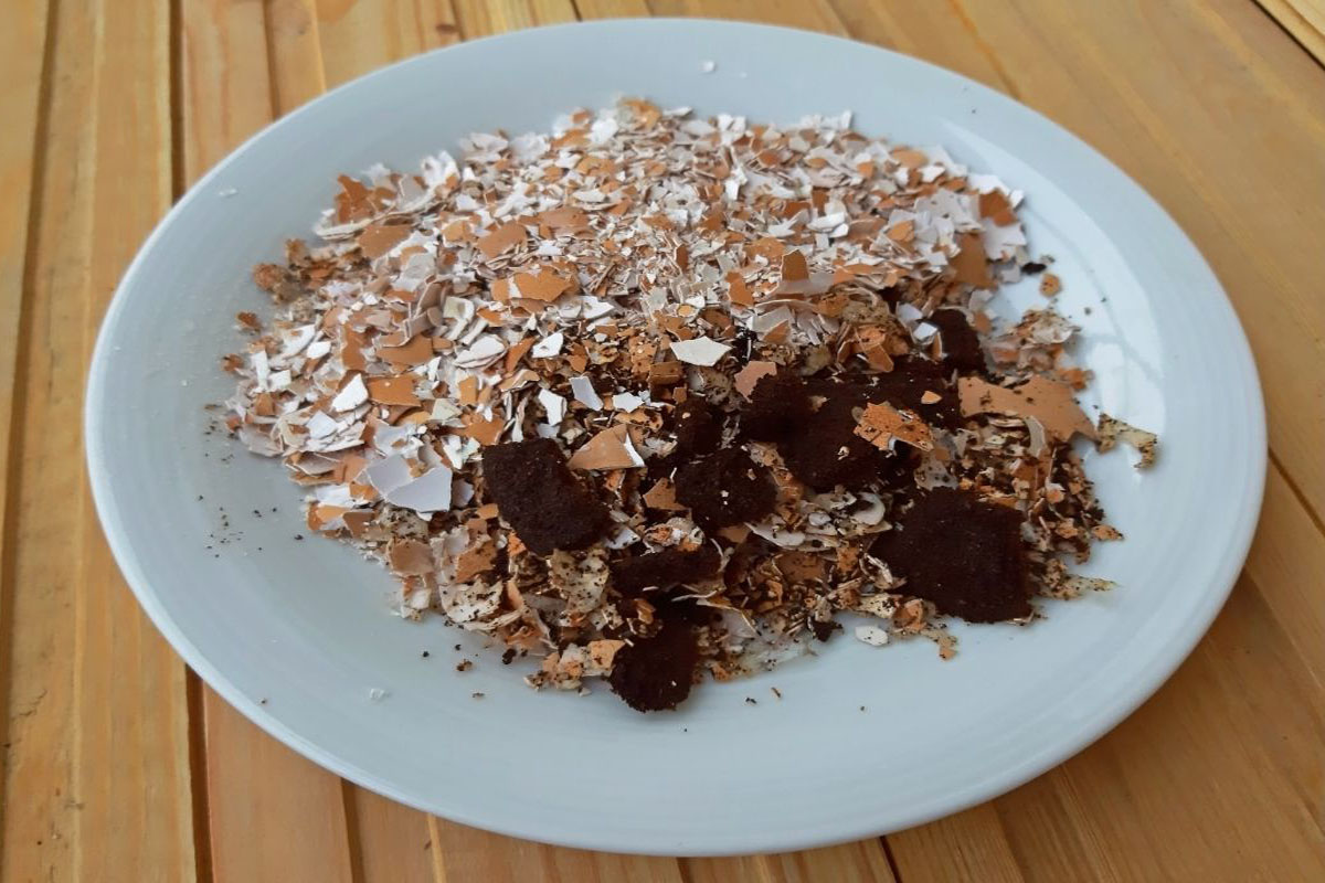 Como fazer adubo com casca de ovo e borra de café - Reprodução Canva Pró