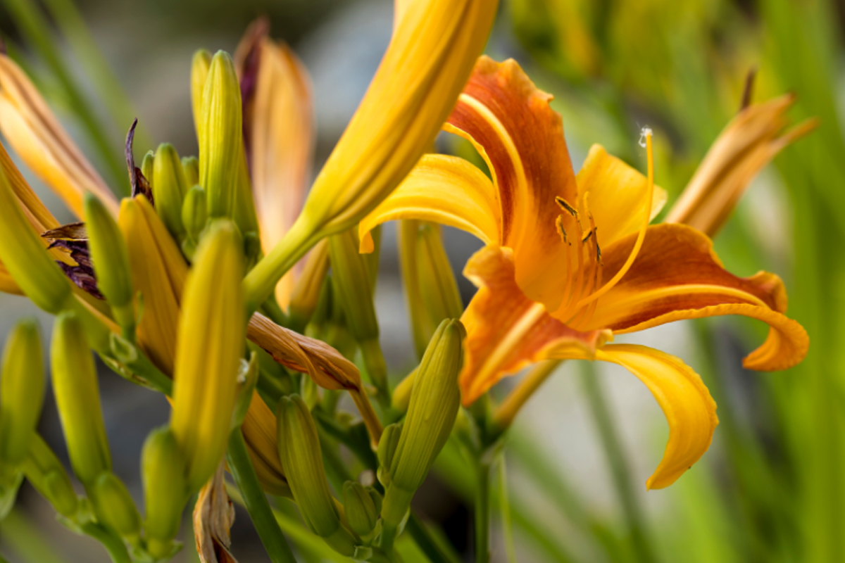 Como fazer lírio florir