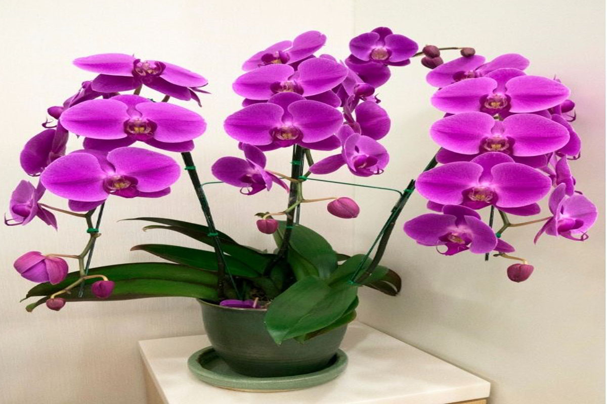 Como fazer um adubo incrível para violetas - Reprodução Canva Pró