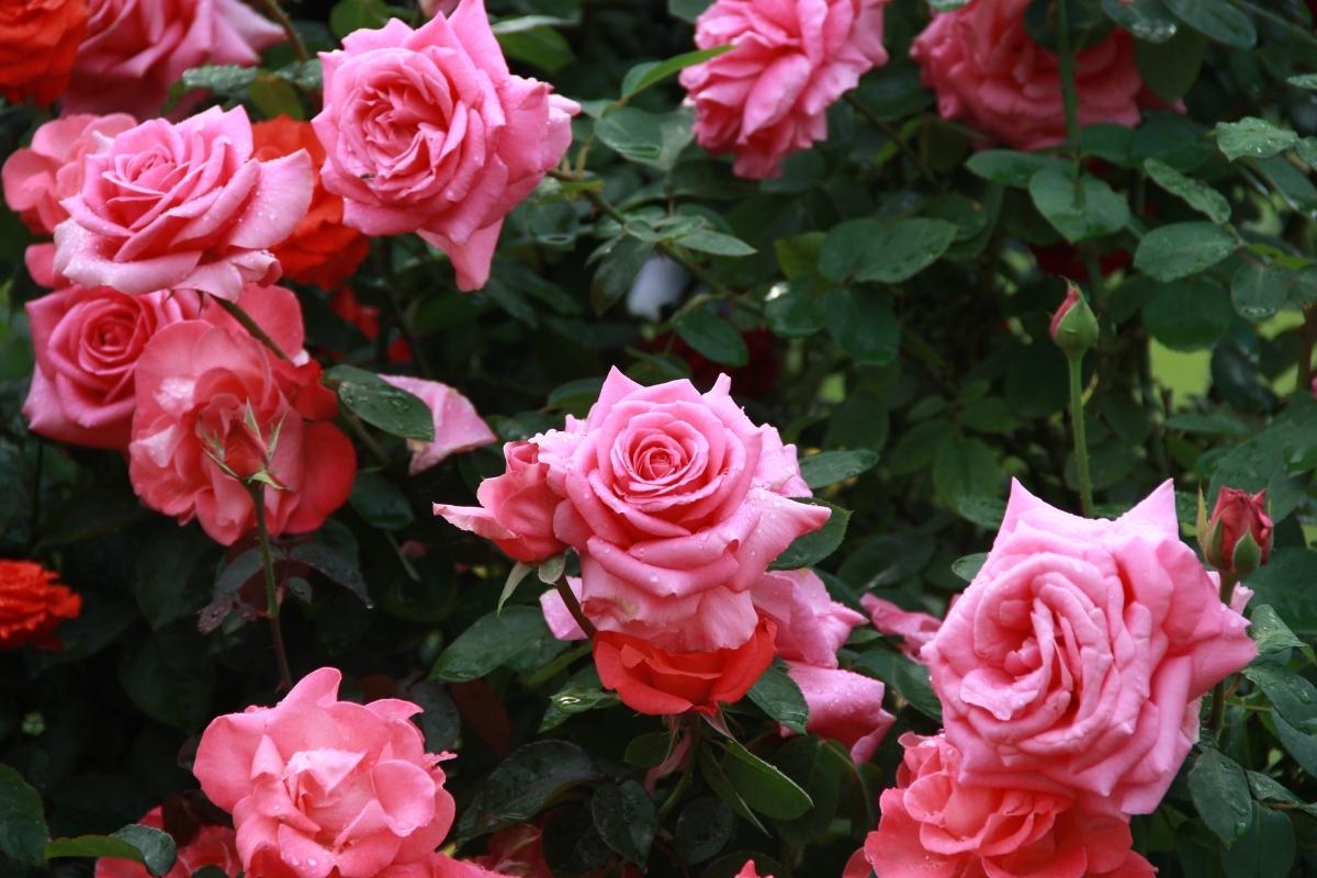 Como plantar rosas em batatas: aprenda essa técnica super interessante agora mesmo