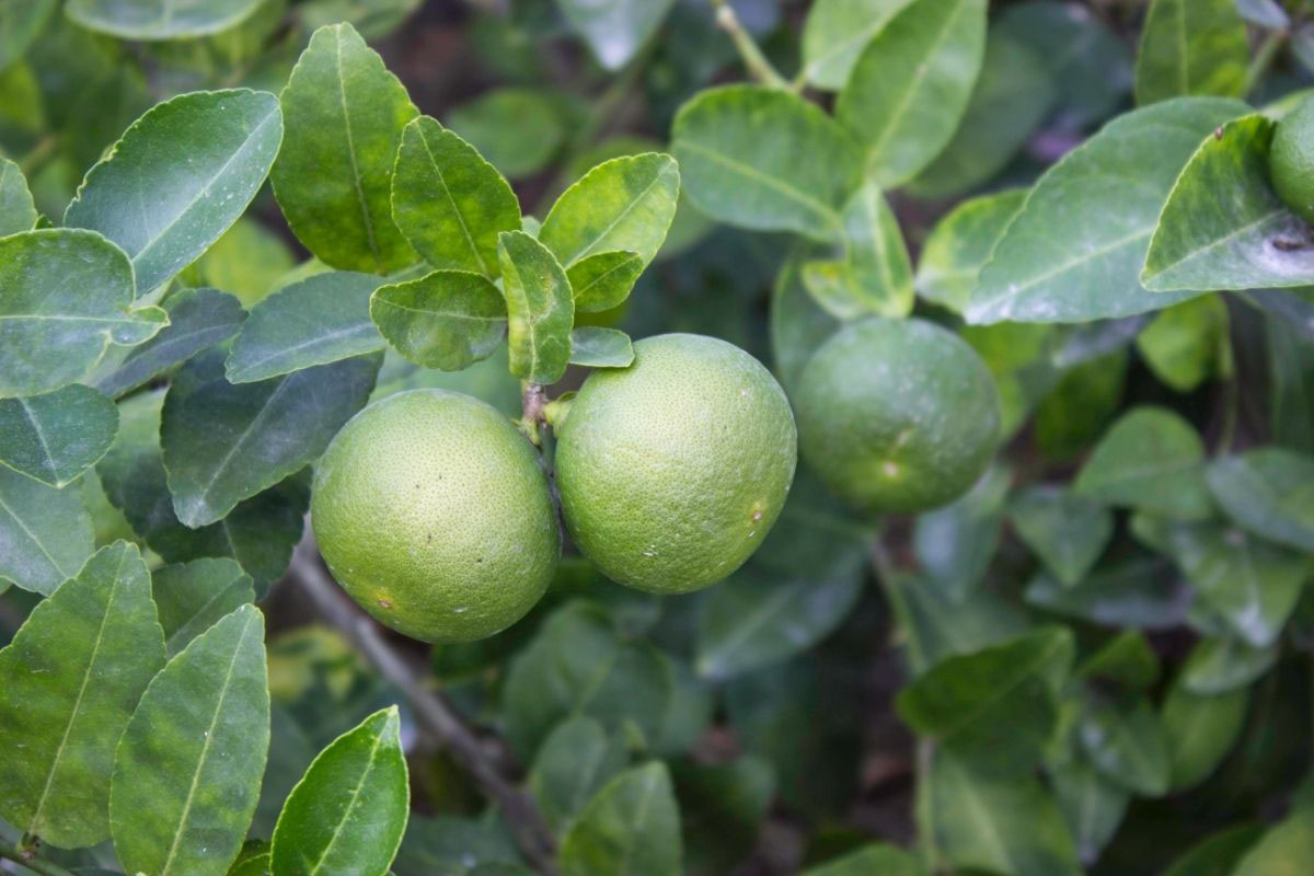 Como podar pé de limão - Reprodução Canva Pró