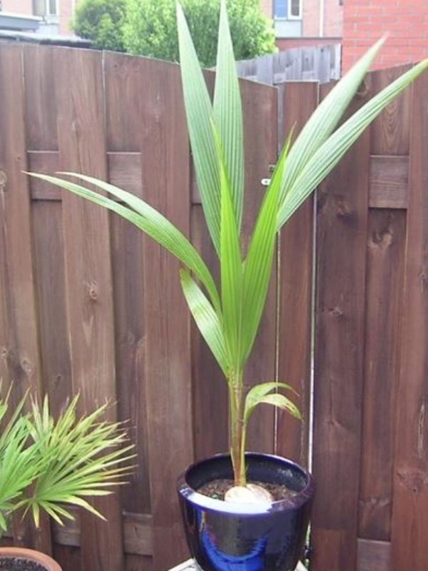 Como ter coqueiro em vasos: confira dicas para cultivar planta versátil, rústica e muito bonita