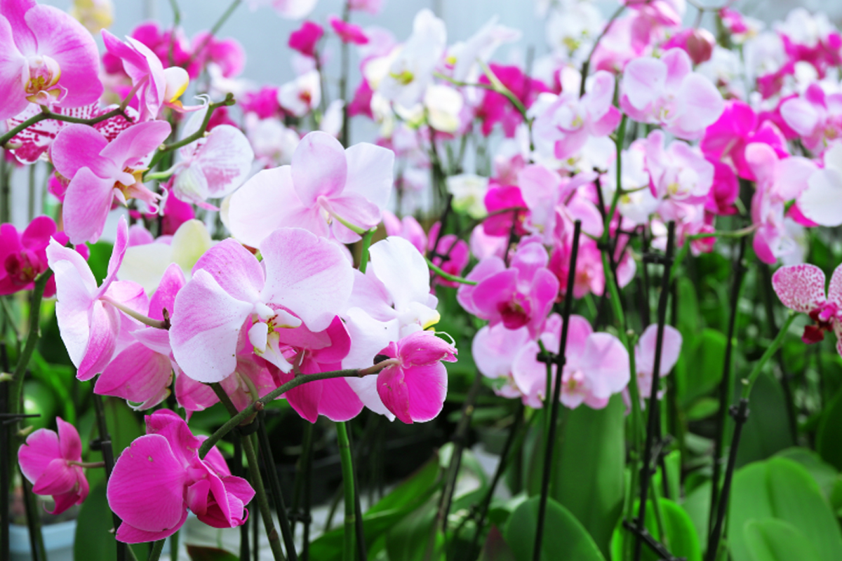 Confira quais são os 5 erros que afetam a produção de flores - Reprodução Canva