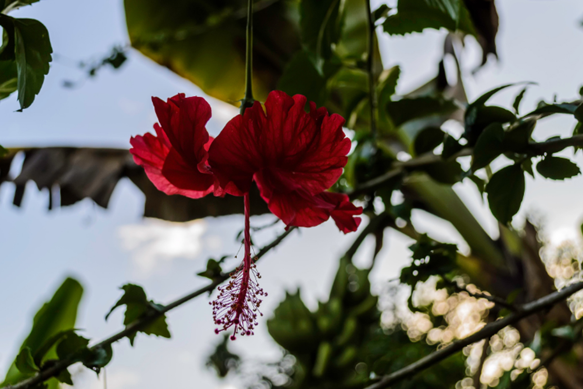 Conheça 5 flores pendentes para decorar sua varanda - Reprodução Canva