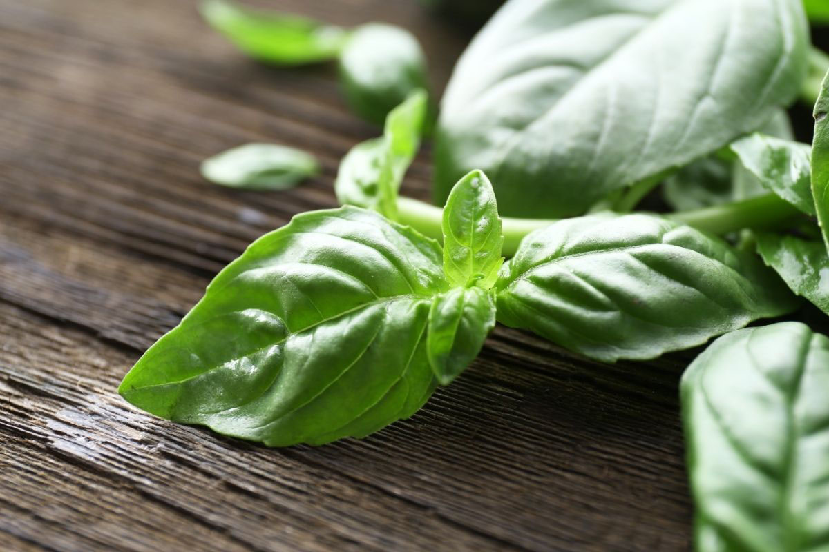 Conheça 5 plantas repelentes fáceis de cultivar - Reprodução Canva Pró