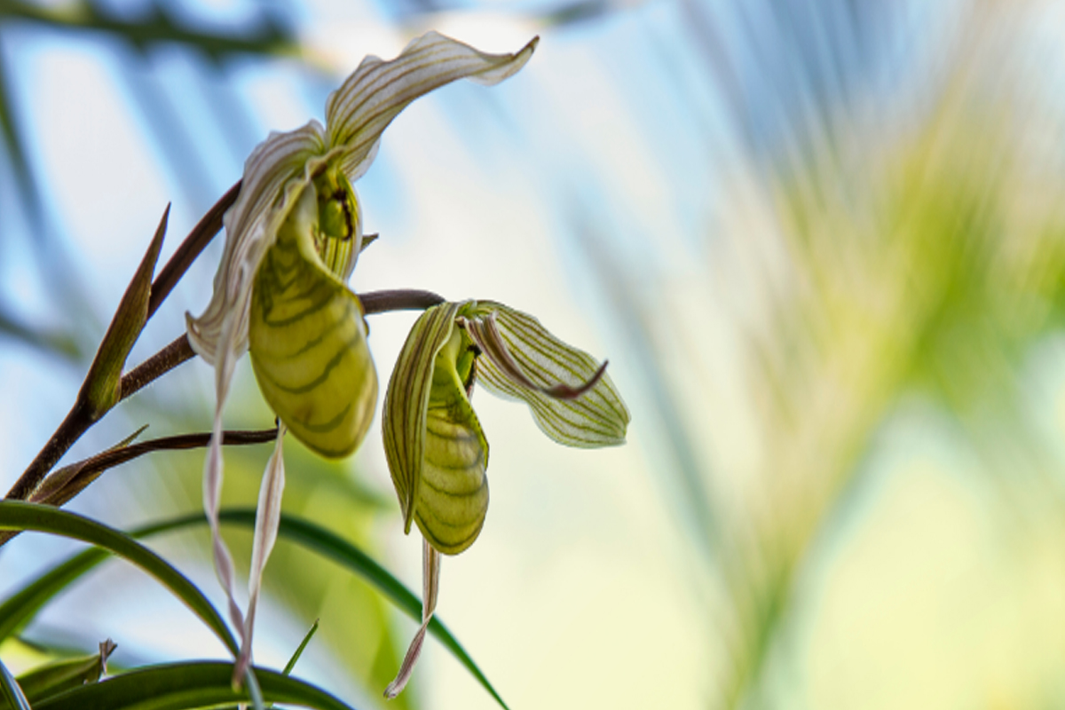 Conheça a Orquídea sapatinho - Reprodução Canva