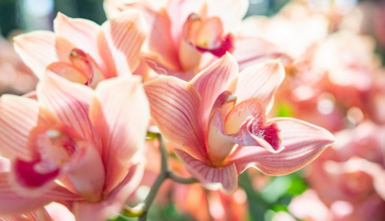 Conheça a flor Orquídea barquinho - Reprodução Canva