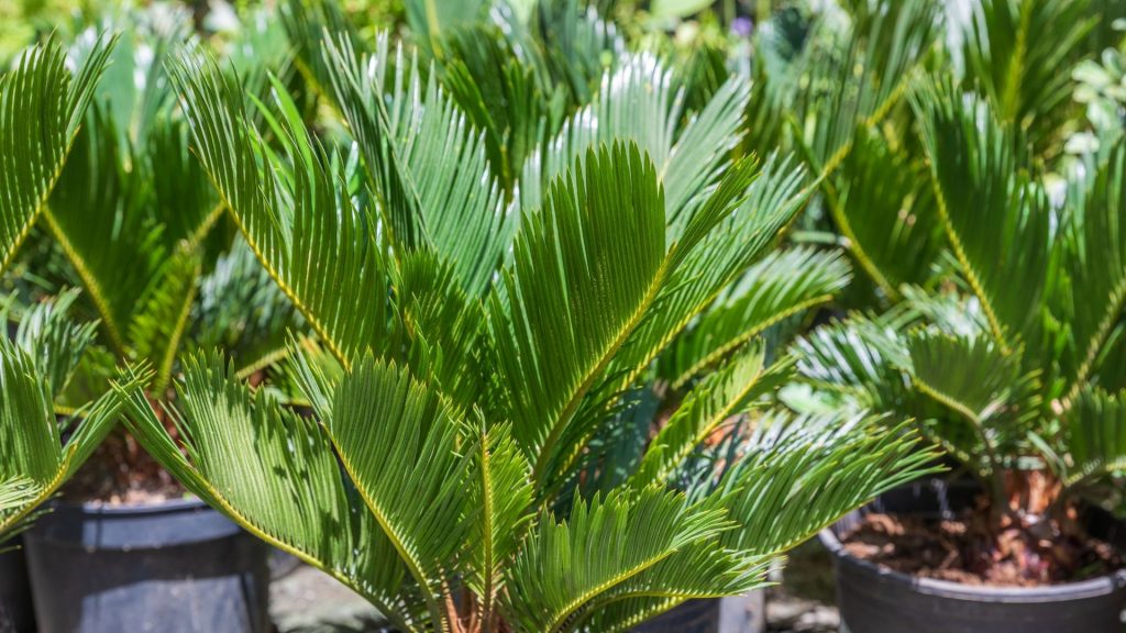 Cinco plantas que adoram o sol. Foto: Canva pro