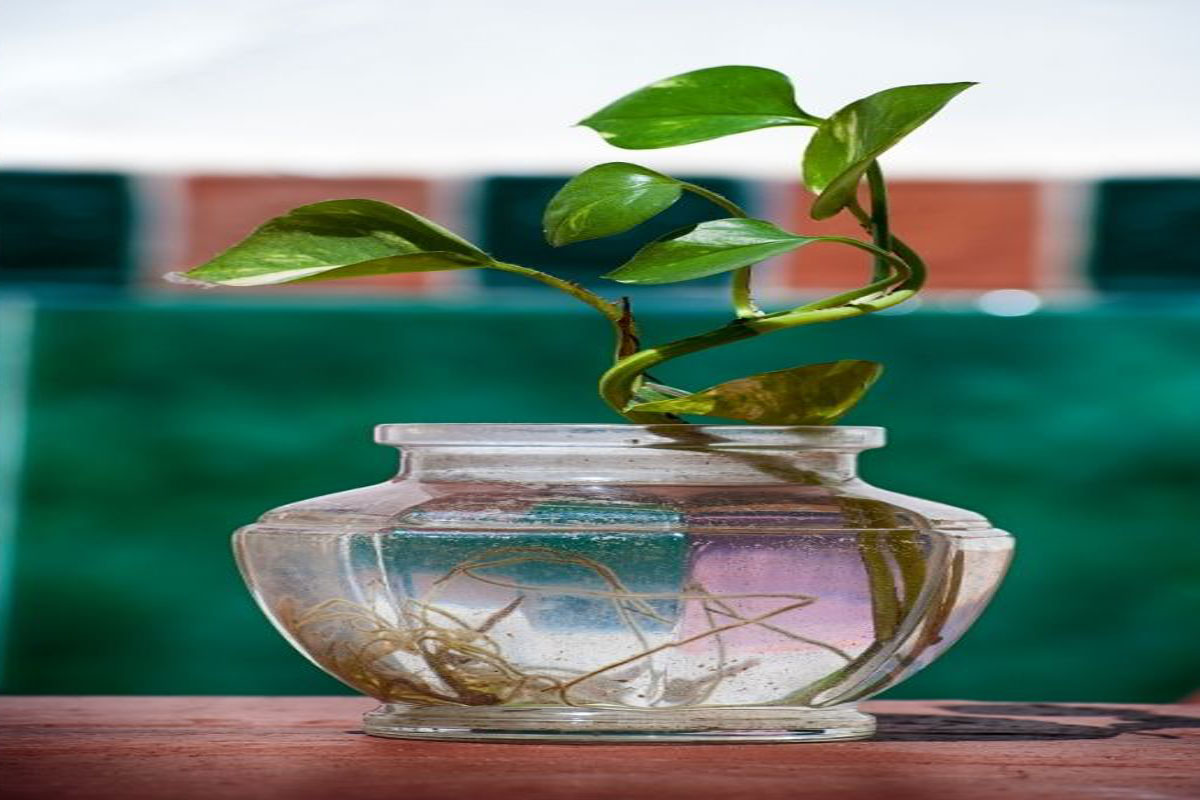 Descubra como cultivar plantas na água e sem o risco de dengue - Reprodução Canva Pró