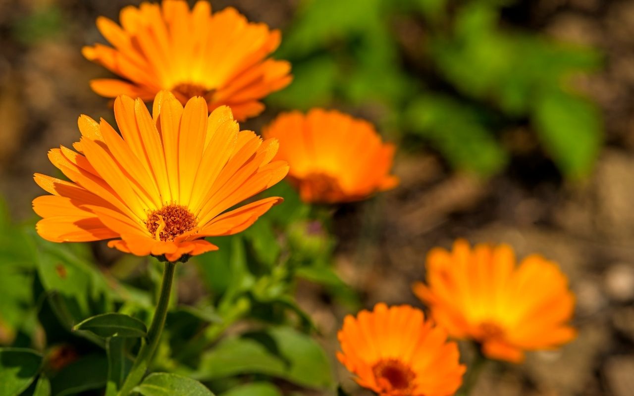 Como cultivar calêndula