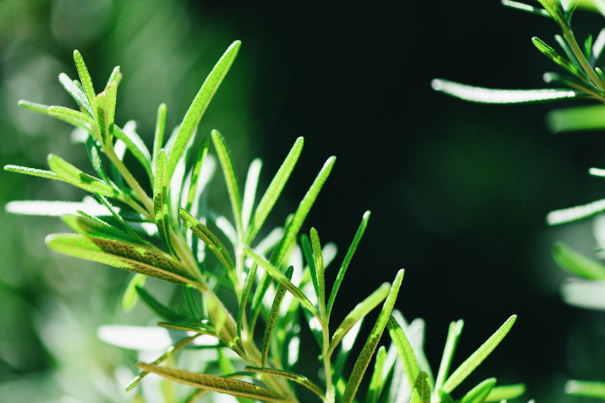 Erva da graça é uma das flores pendentes para ter em casa - Reprodução Canva
