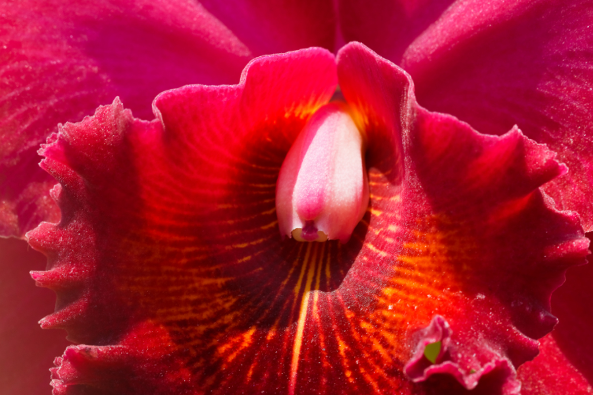 Flor de Orquidea Cattleya - Reprodução Canva