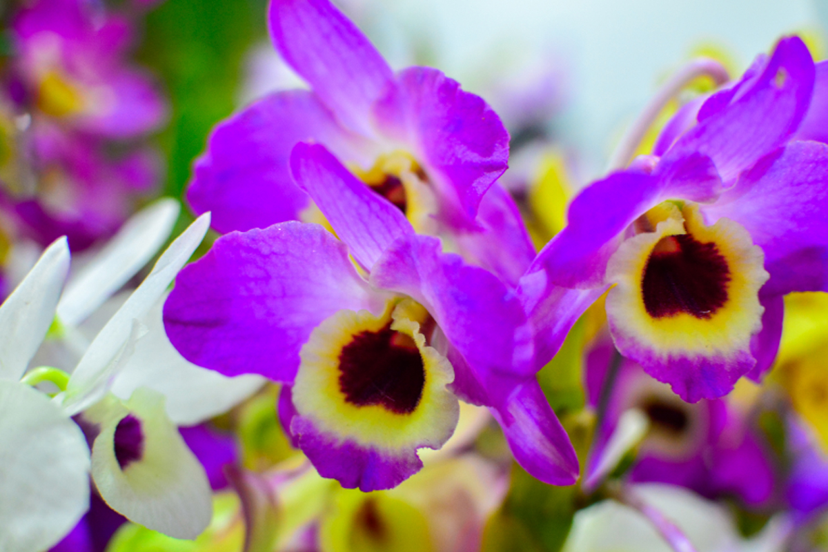 Flor de Orquídea olho de boneca - Reprodução canva