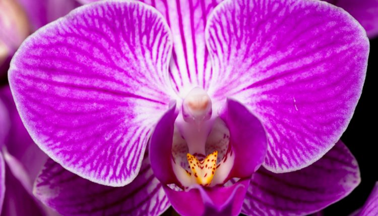 Flor de orquídea borboleta - Reprodução Canva