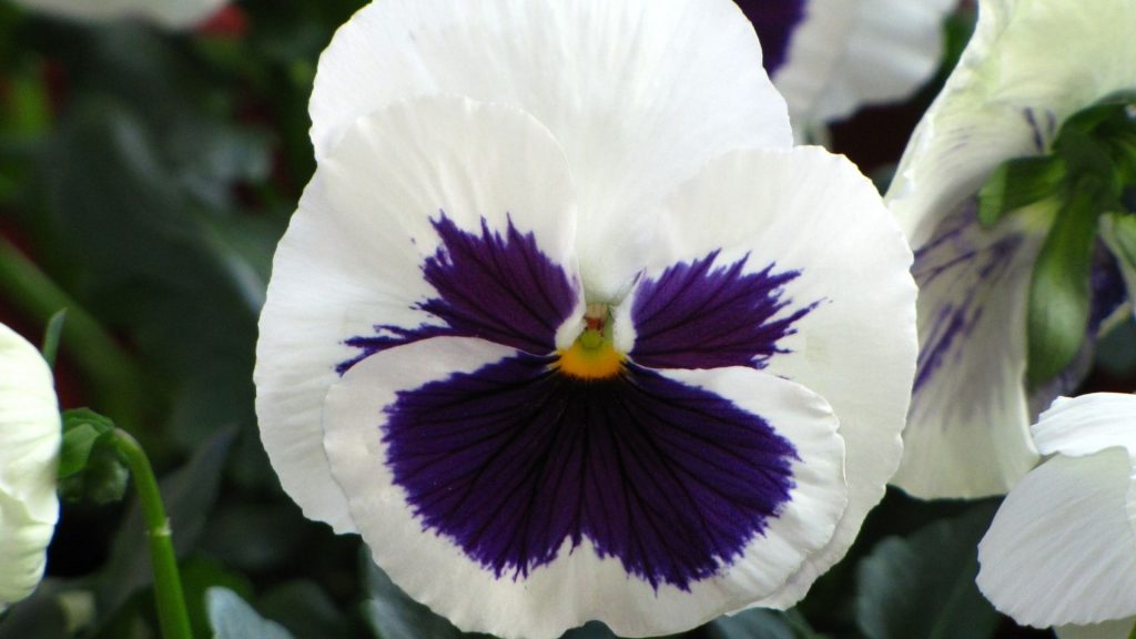 Quais são as flores que várias cores. Foto: Canva pro