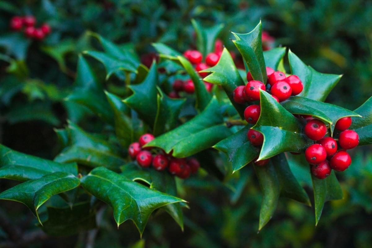 Frutinhas venenosas podem atrair crianças! Confira os tipos e fique por dentro dos cuidados