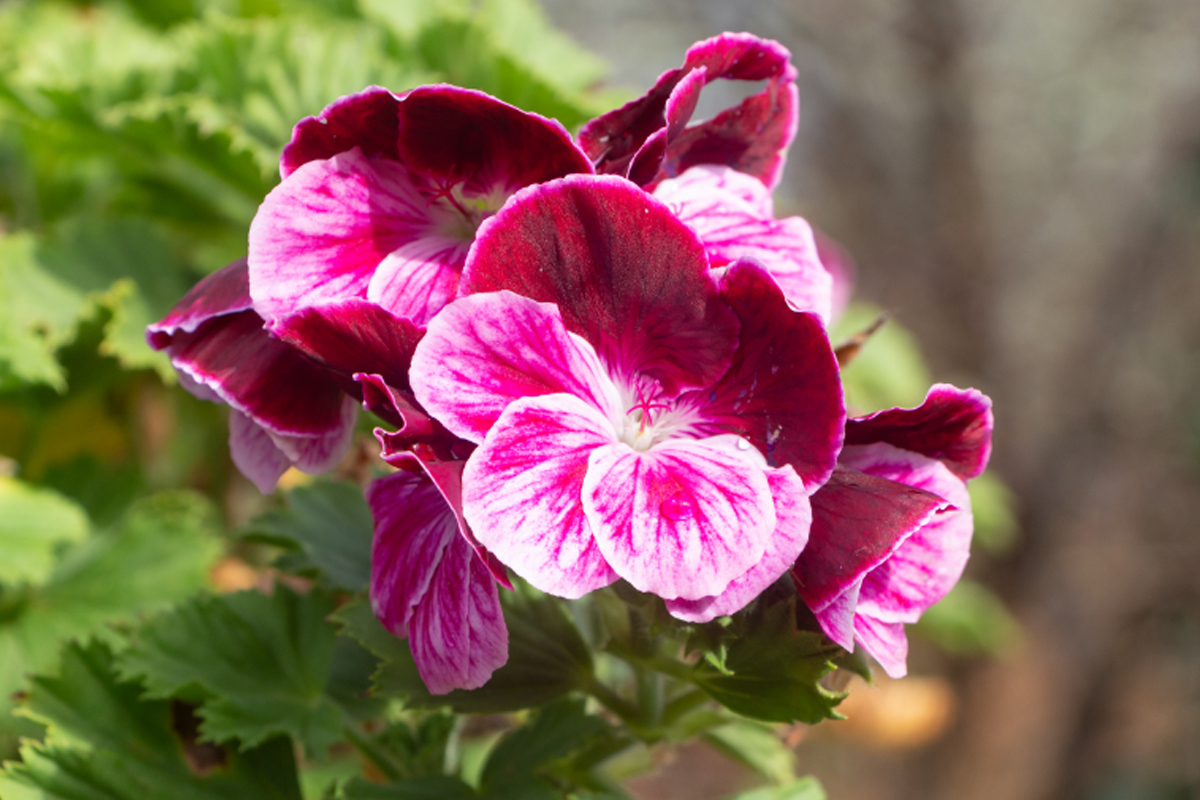 Conheça a flor que repele vespas do seu jardim