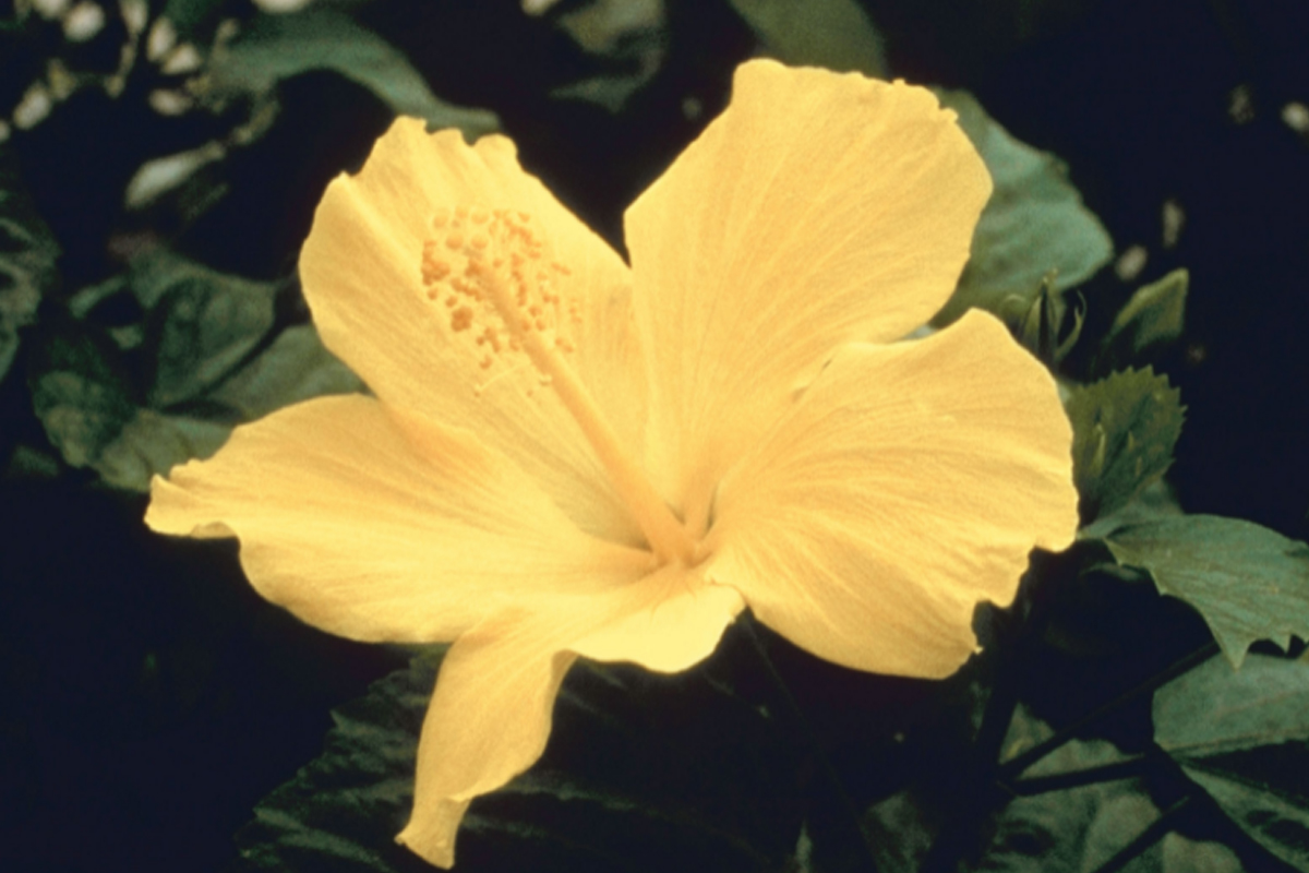 Hibisco - Reprodução Canva